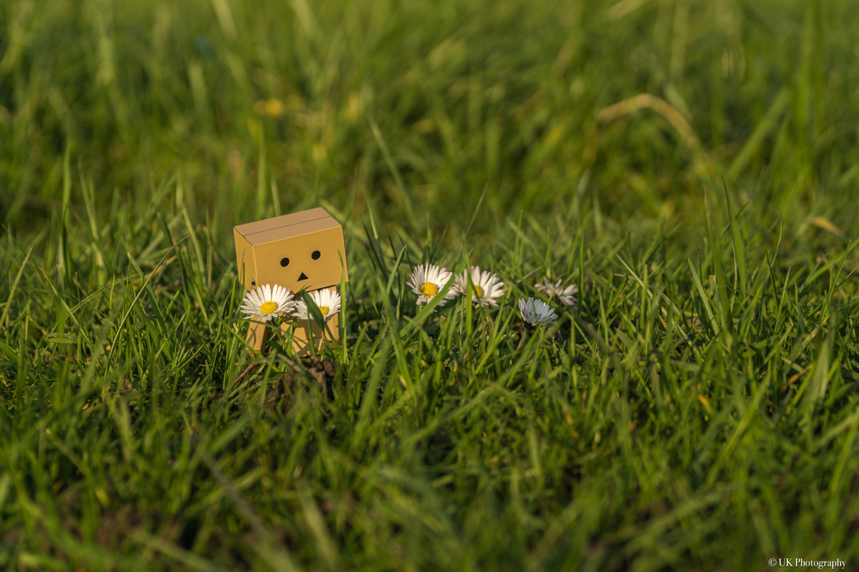 Danbo auf der Wiese